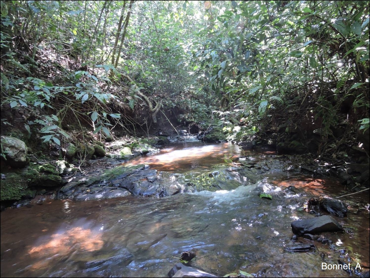 Figura 5 – Aspecto de floresta fluvial em beira de rio.