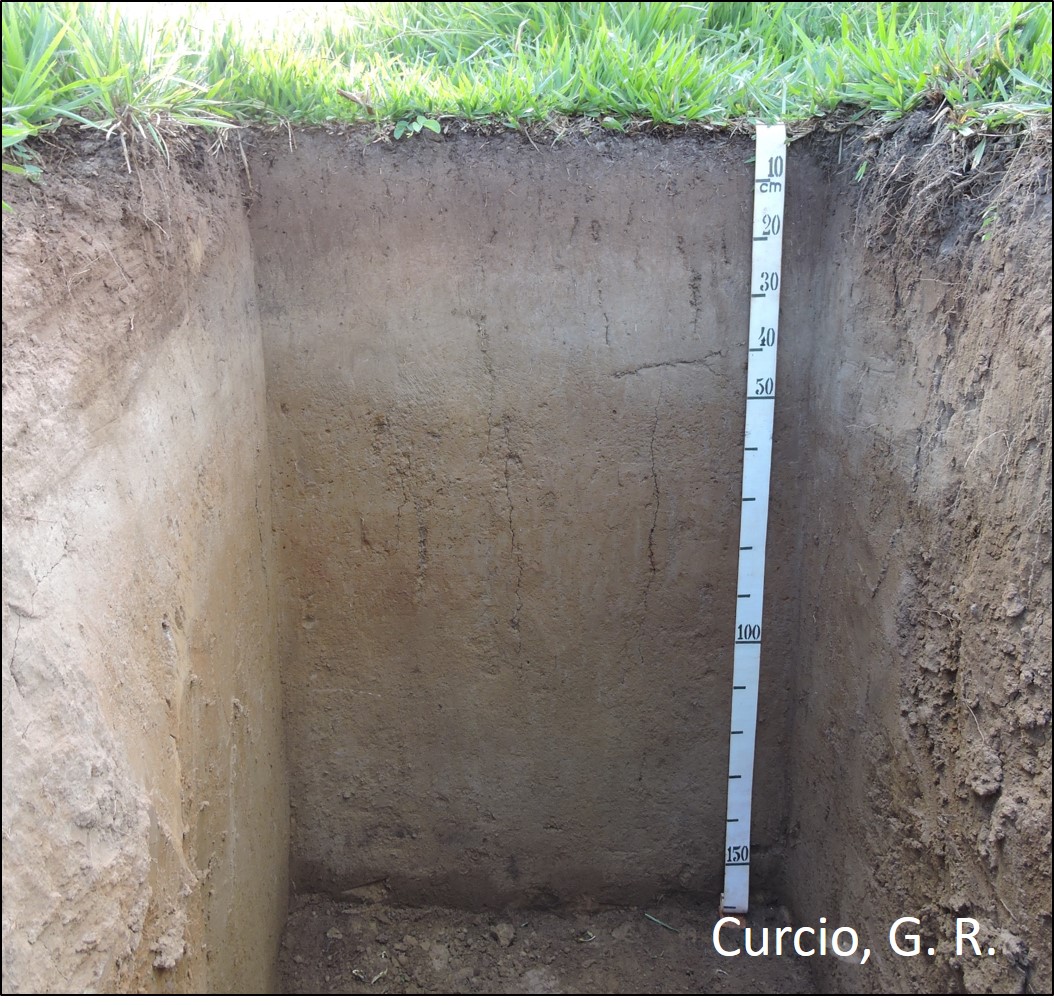 ARGISSOLO VERMELHO-AMARELO Distrófico gleissólico.