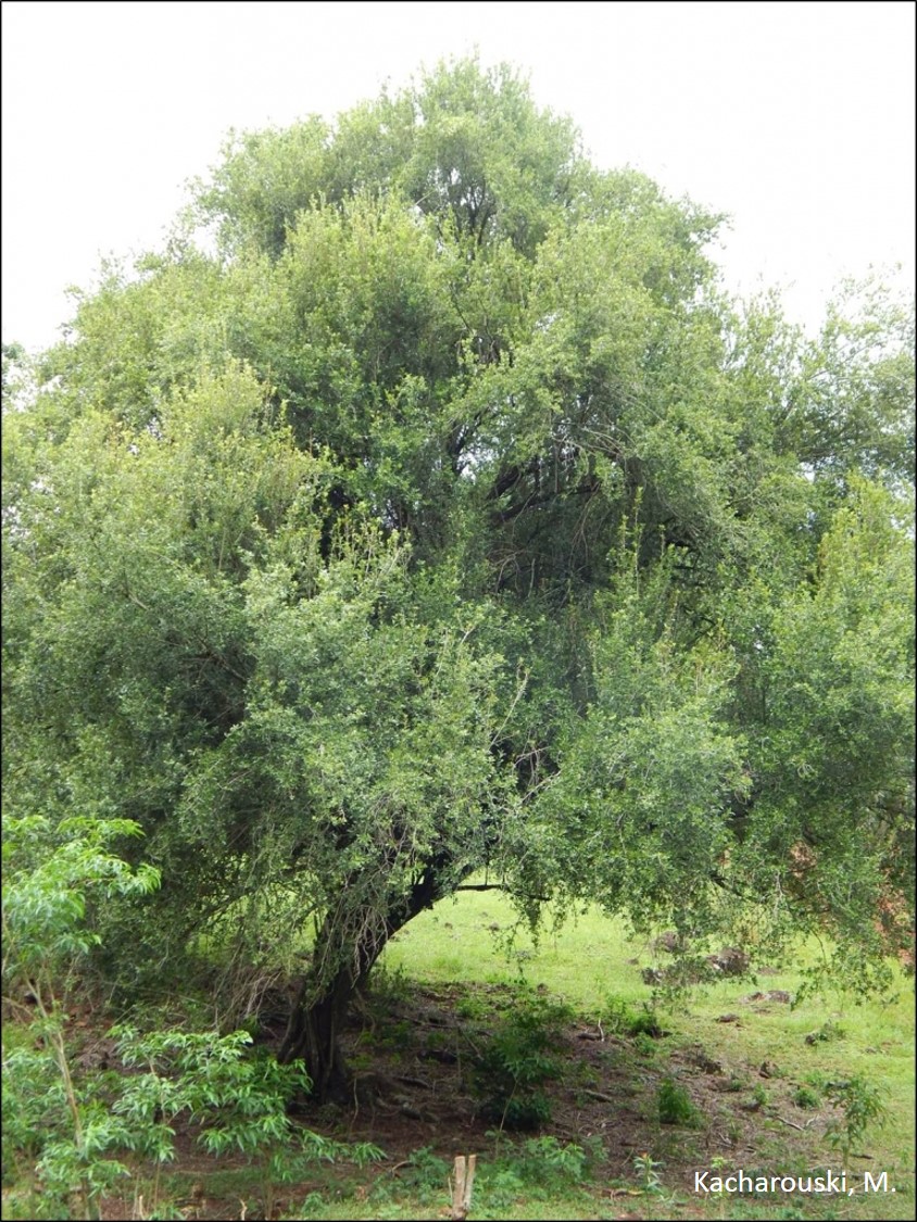 Engalhamento verticalizado de Cordia americana