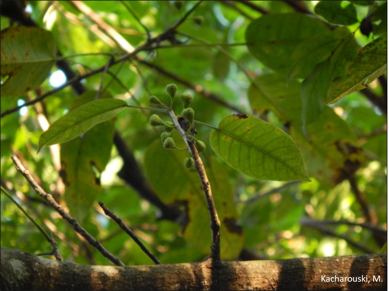 Figura 6 – Ficus guaranitica