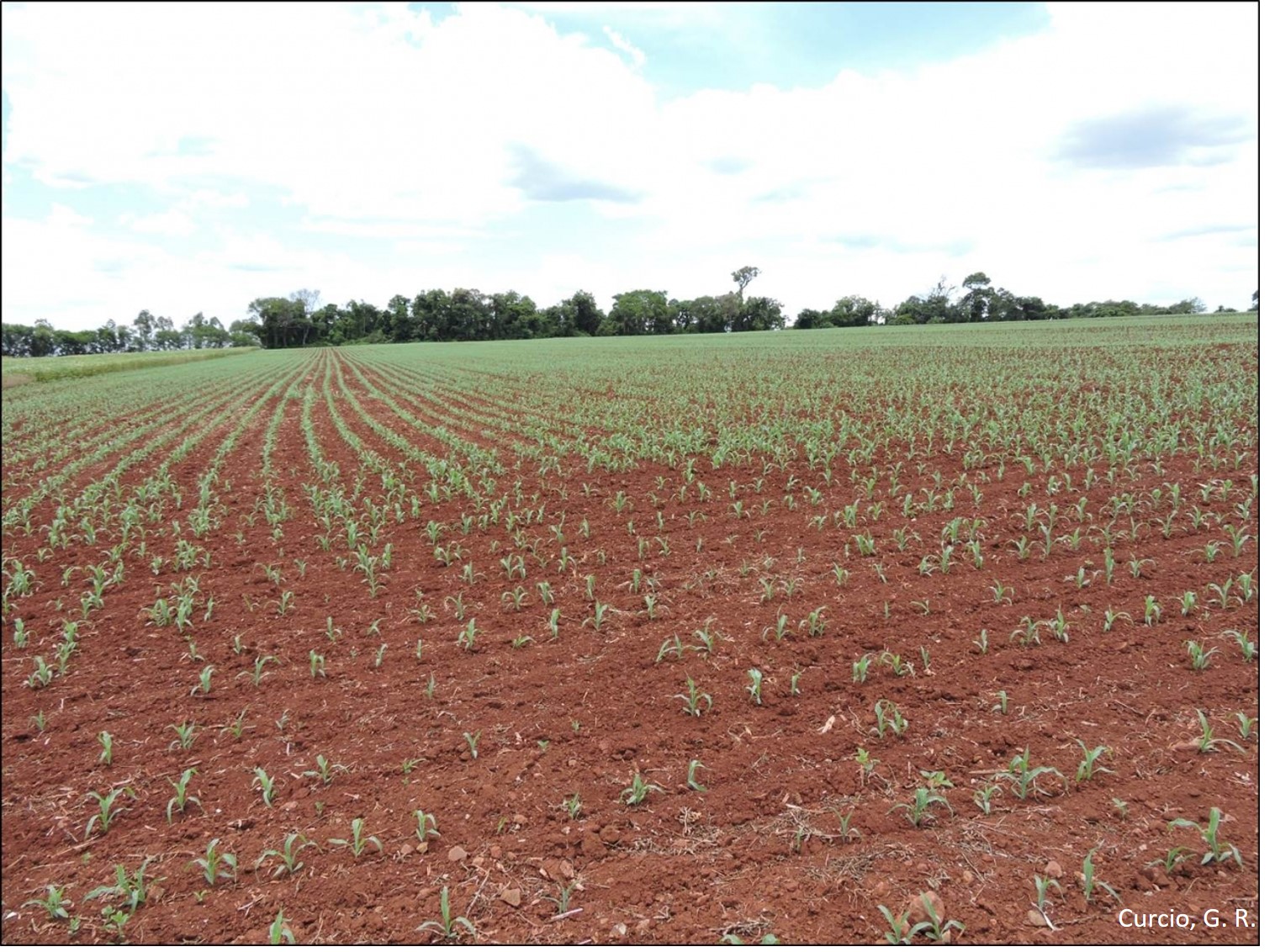 Lavoura com pouco resíduo de palhada.