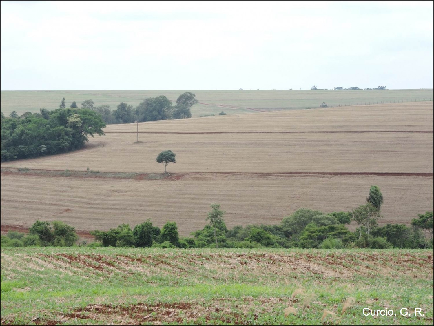 Figura 6 – Sistema de produção agrícola em Latossolo Vermelho situado em encosta convexa-divergente.