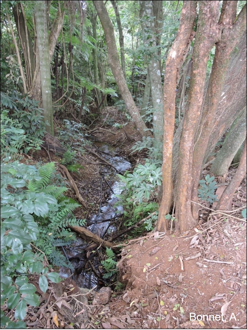 Figura 6 – Aspecto de floresta fluvial em nascente.