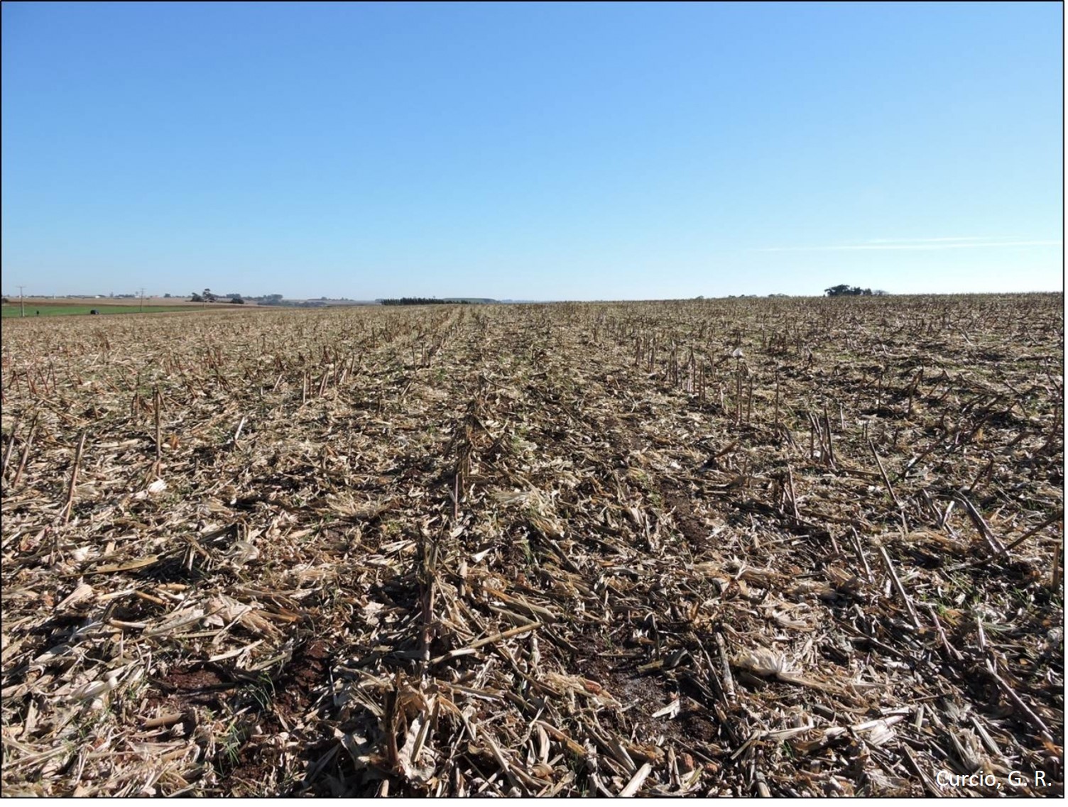 Boa cobertura de palhada sobre o solo.