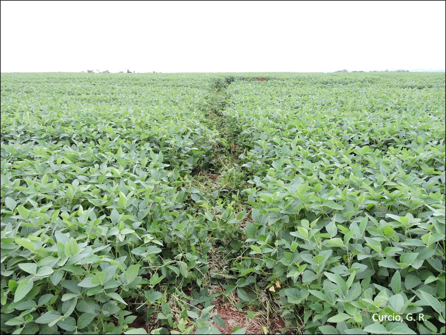 Marca em cultura de soja.