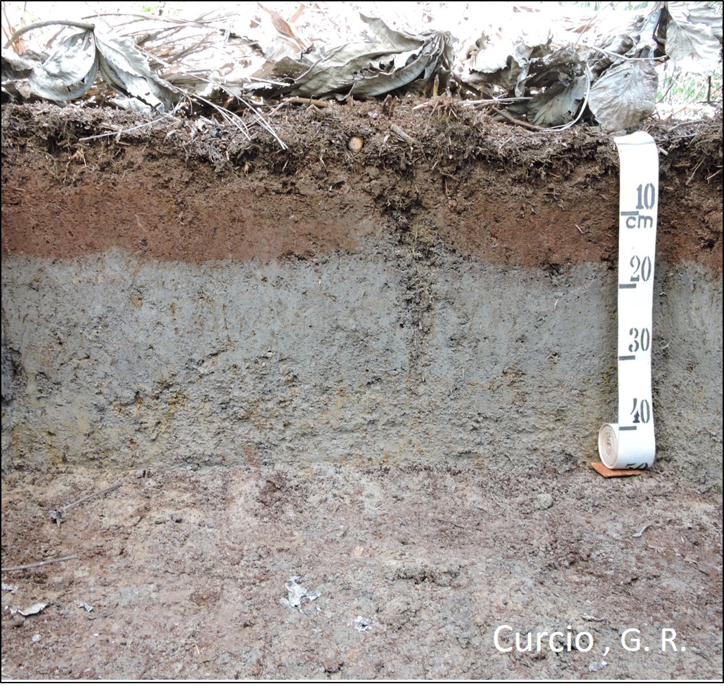 PLINTOSSOLO HÁPLICO Distrófico gleissólico.