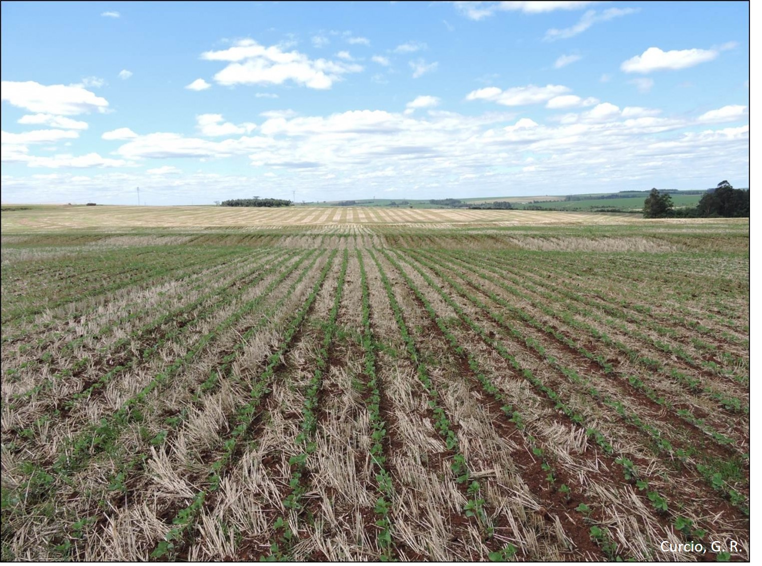Relevo plano em topo de paisagem com Latossolo Vermelho.