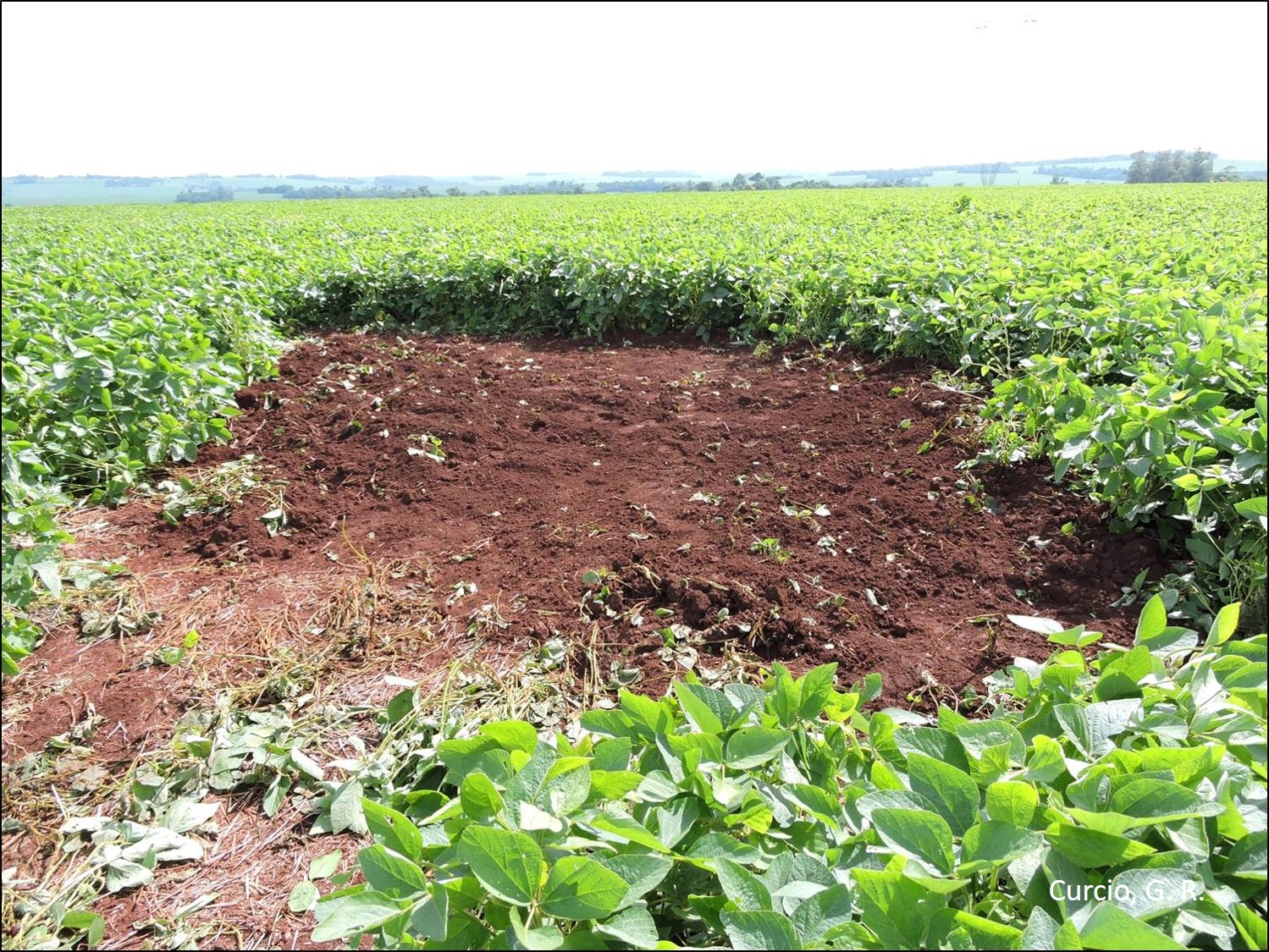 Aspecto do local do perfil.