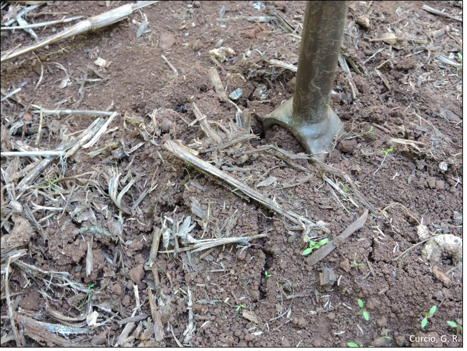 Crosta superficial em Latossolo Vermelho textura muito argilosa.