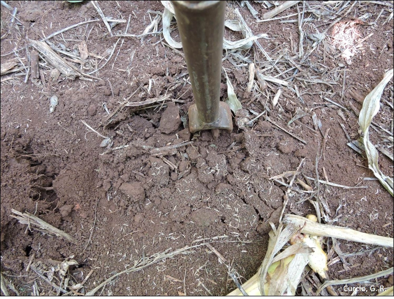 Encrostamento superficial com craquelamento radial em Latossolo Vermelho.