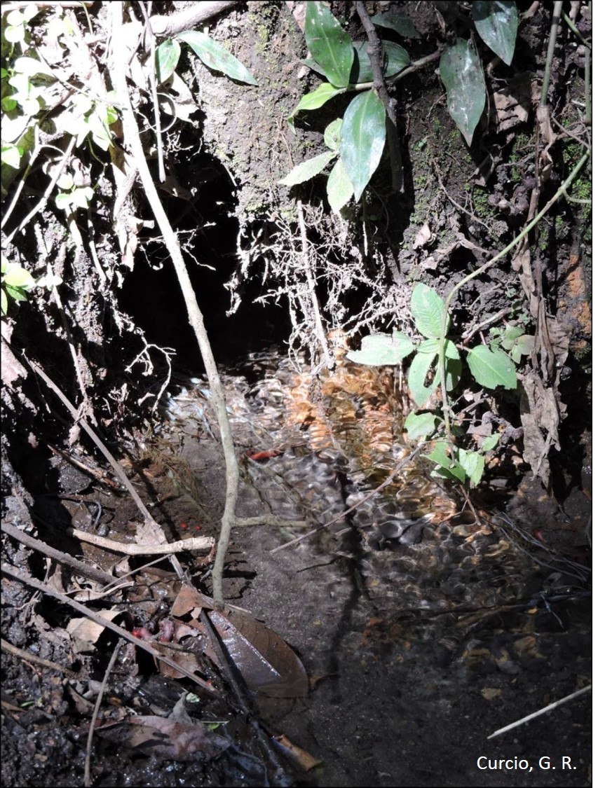 Nascente de grande vazão em Gleissolo Melânico.