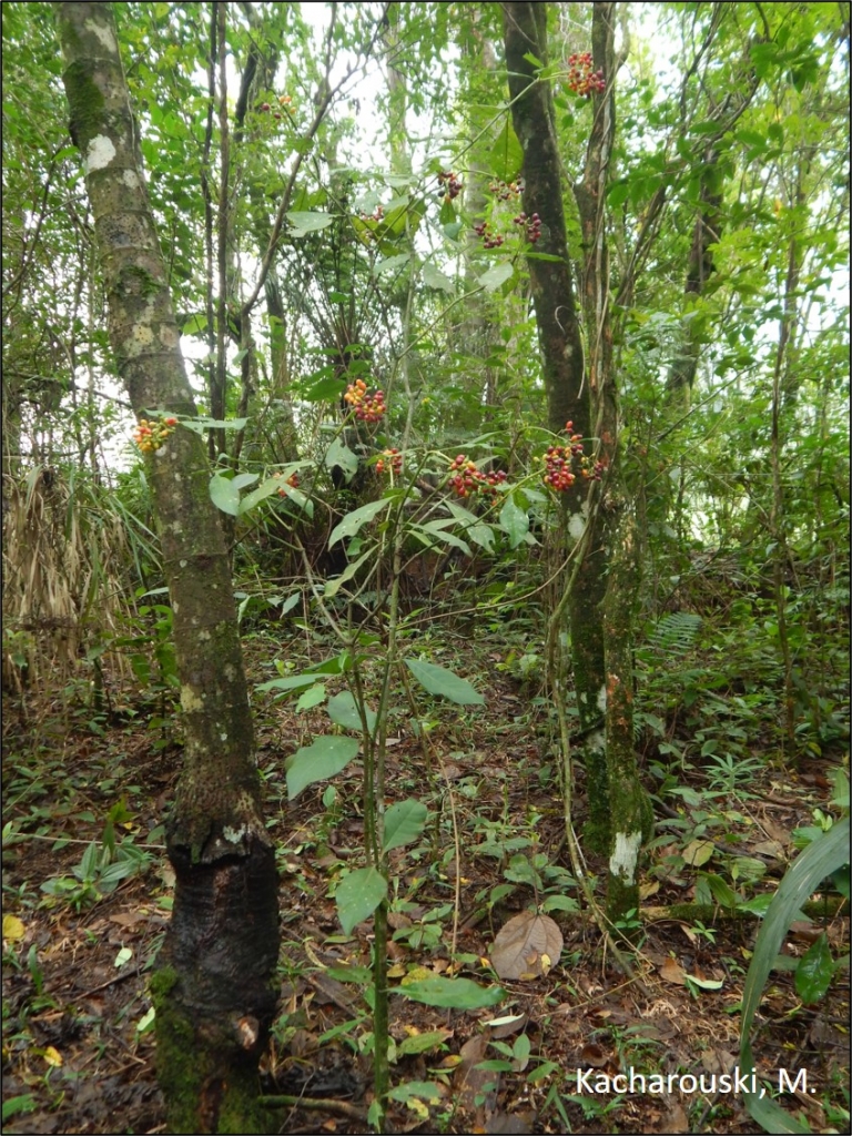 Psychotria carthaginensis