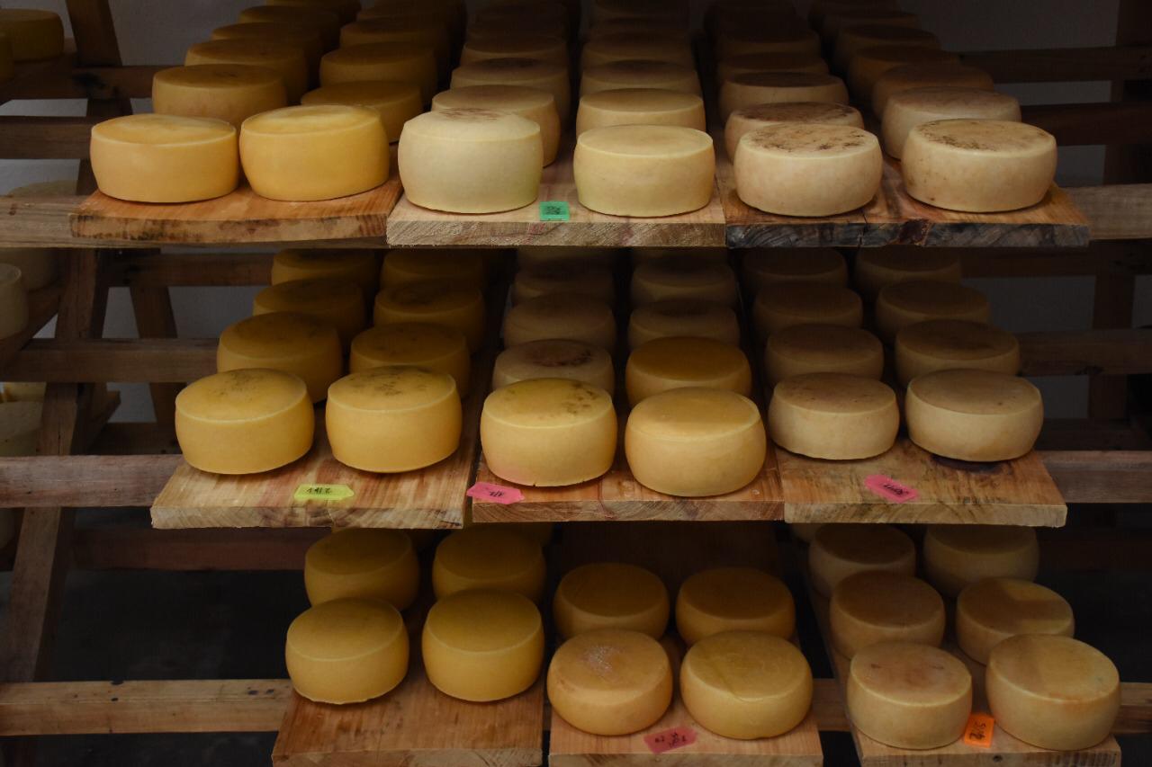 Queijo artesanal de Salgado Filho é o primeiro produto paranaense a receber o Selo Arte