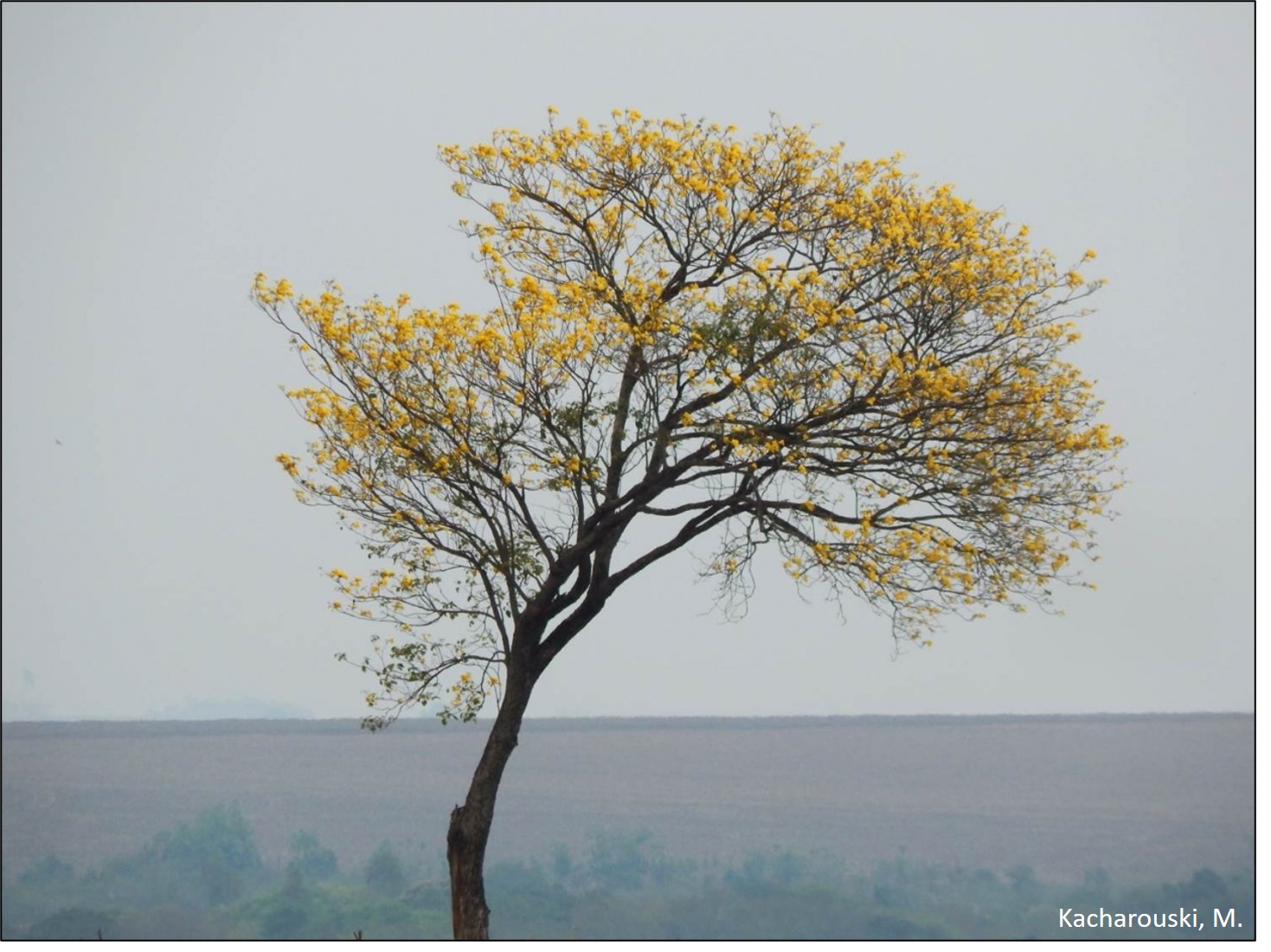 Figura 10 - Handroanthus chrysotricha.