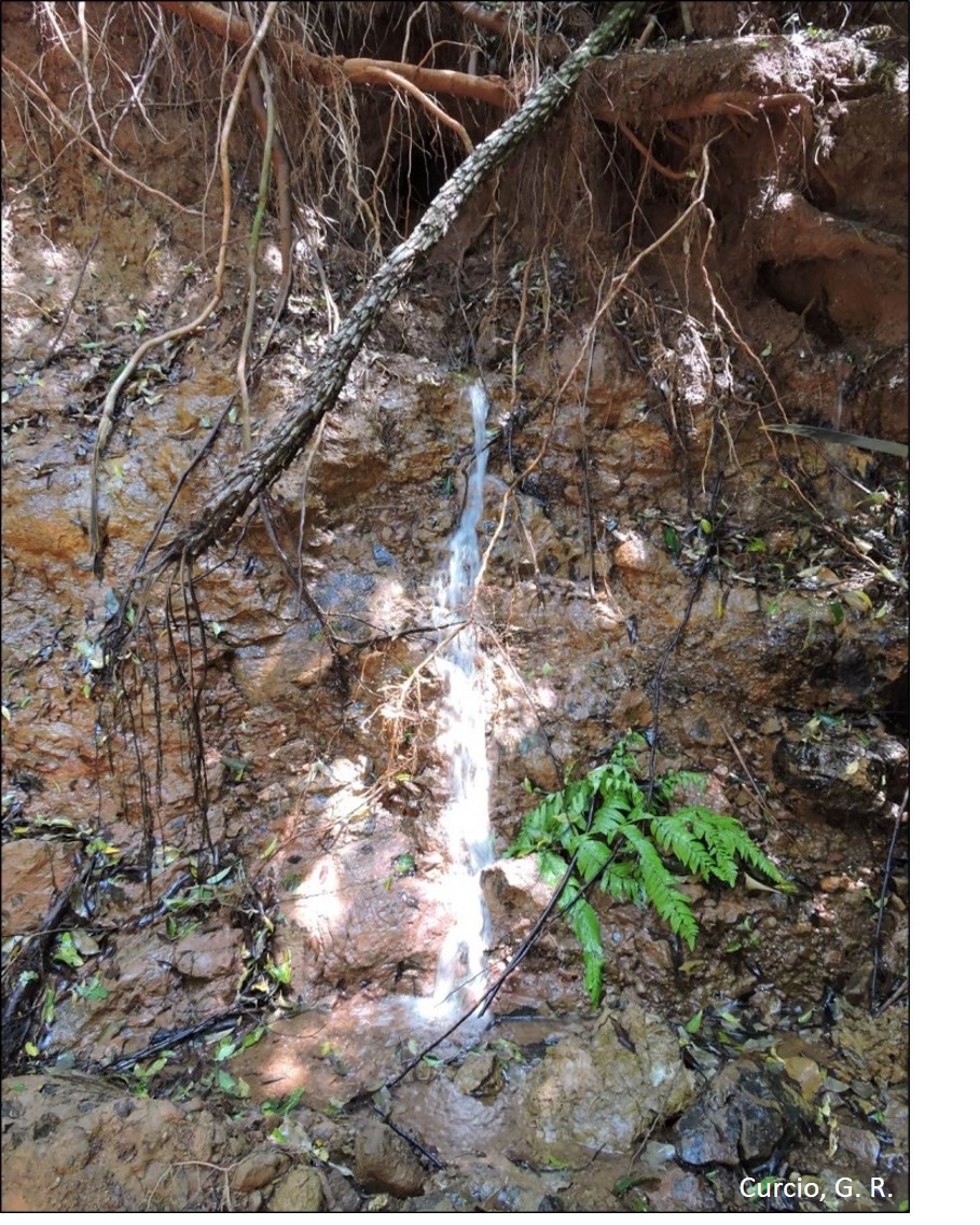 Nascente em talude de rio.