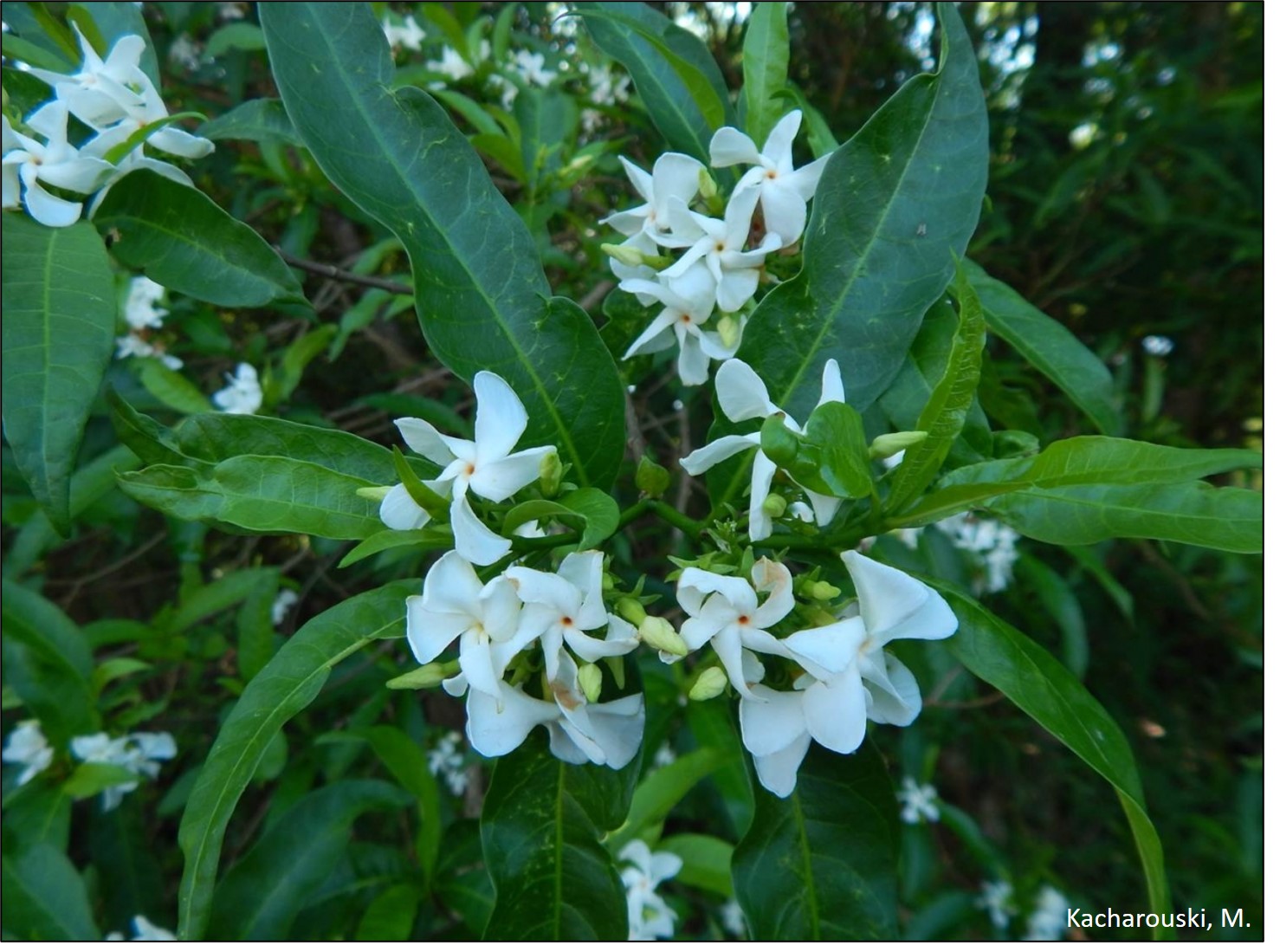 Tabernaemontana catharinensis.