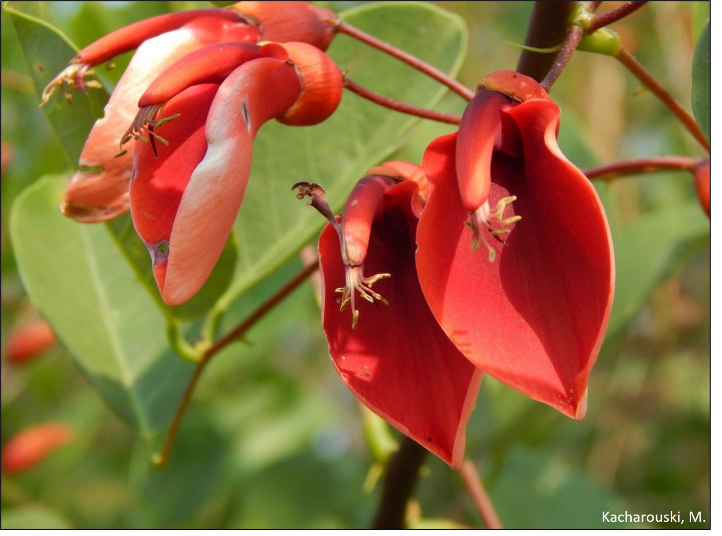 Figura 13 - Erythrina crista-galli.