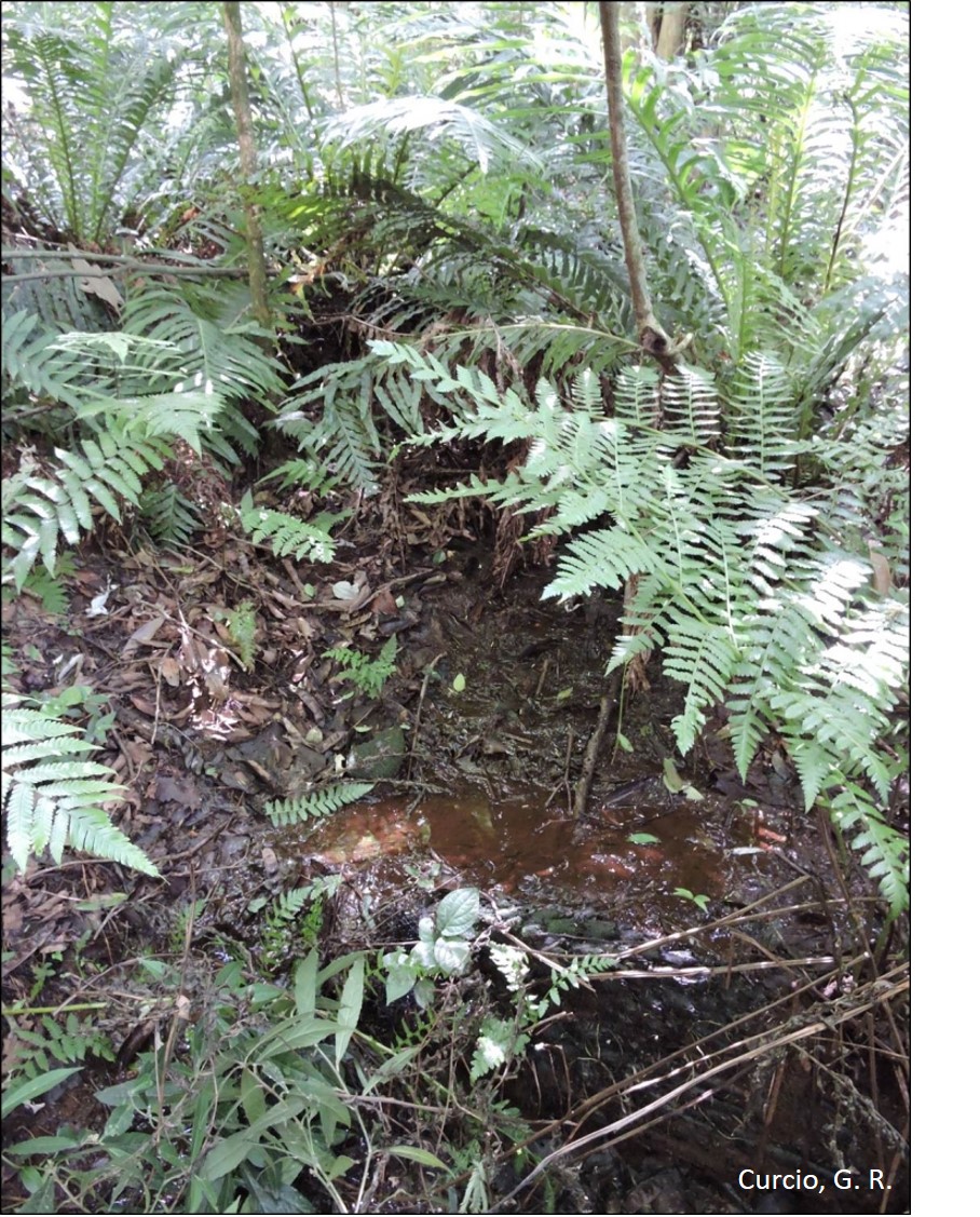 Nascente em Neossolo Regolítico.