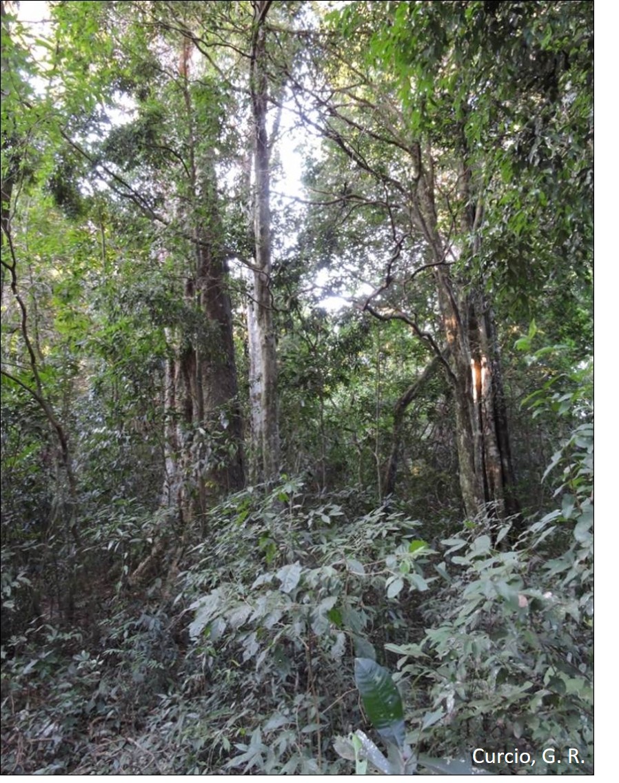 Figura 1 - Vista interna de Floresta Estacional Semidecidua.