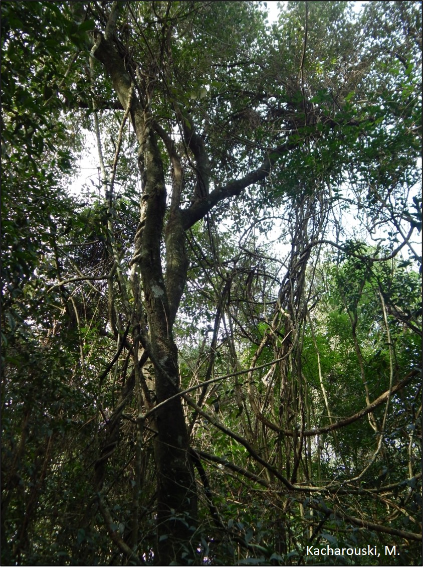 Figura 1 - Forma de ocupação de cipó na floresta.