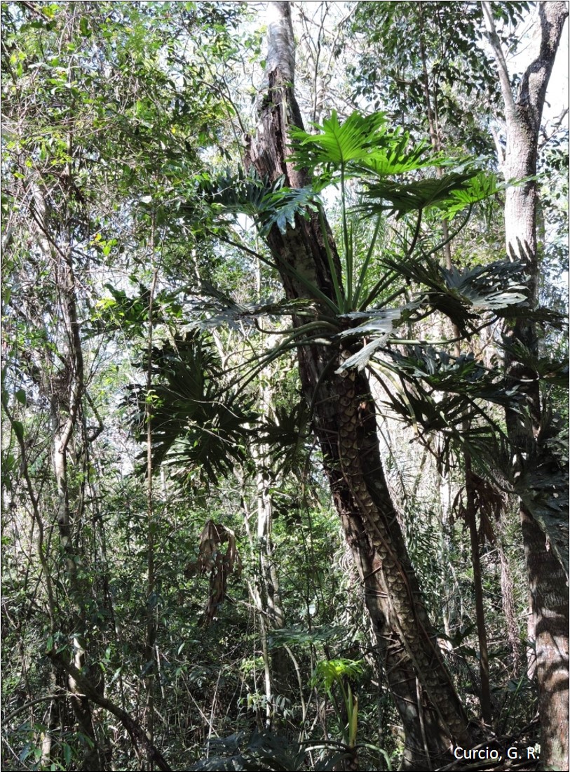 Figura 2 - Thaumatophyllum bipinnatifidum.