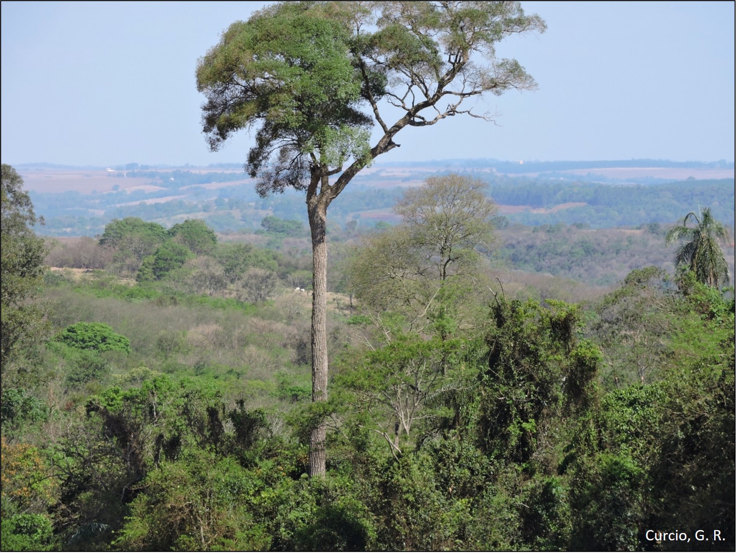 Figura 2 - Capão de floresta com cipós.