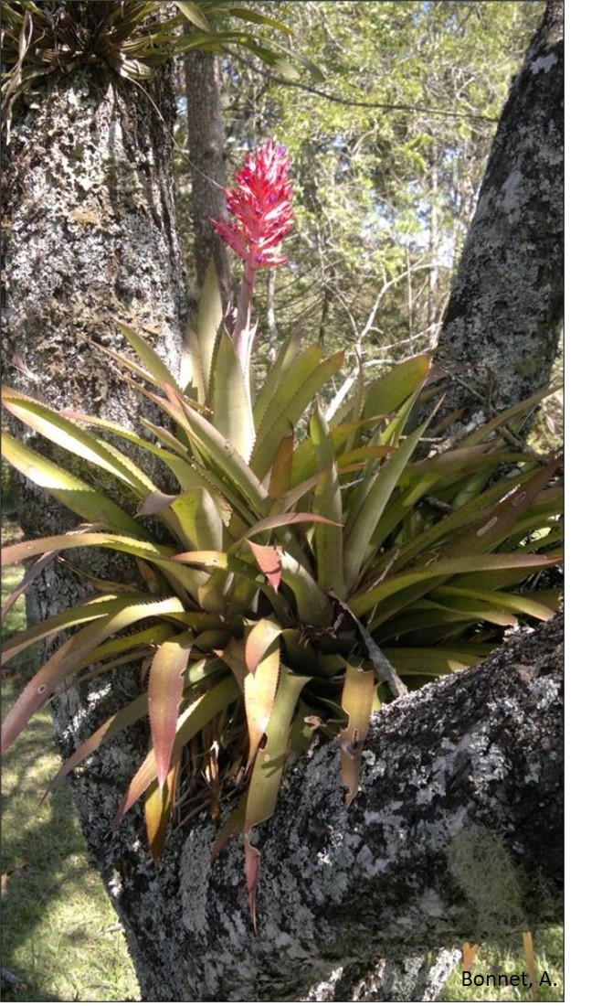 Aechemea distichantha.