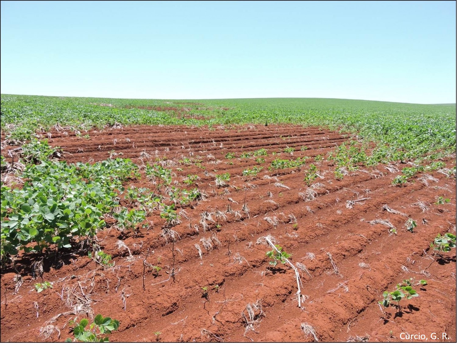 Erosão em Latossolo Vermelho compactado.