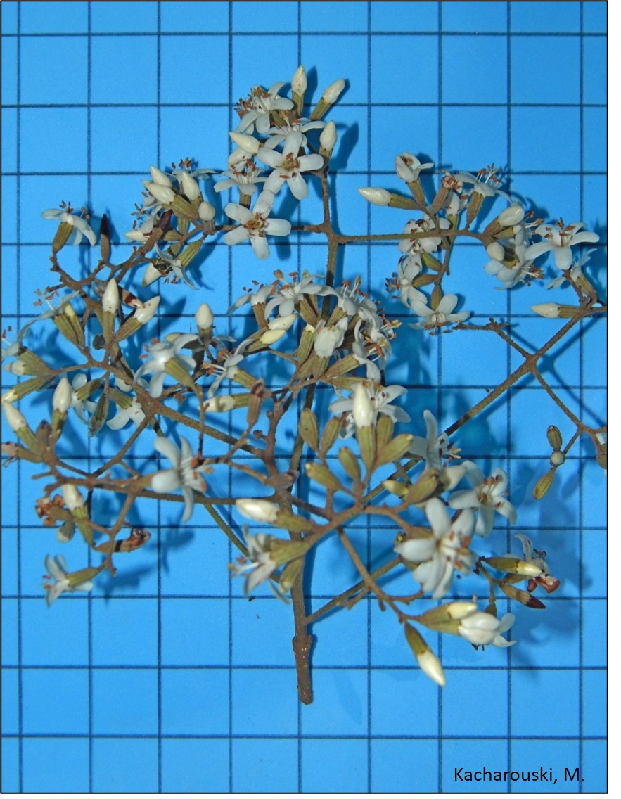 Figura 3 - Flor de louro-pardo.