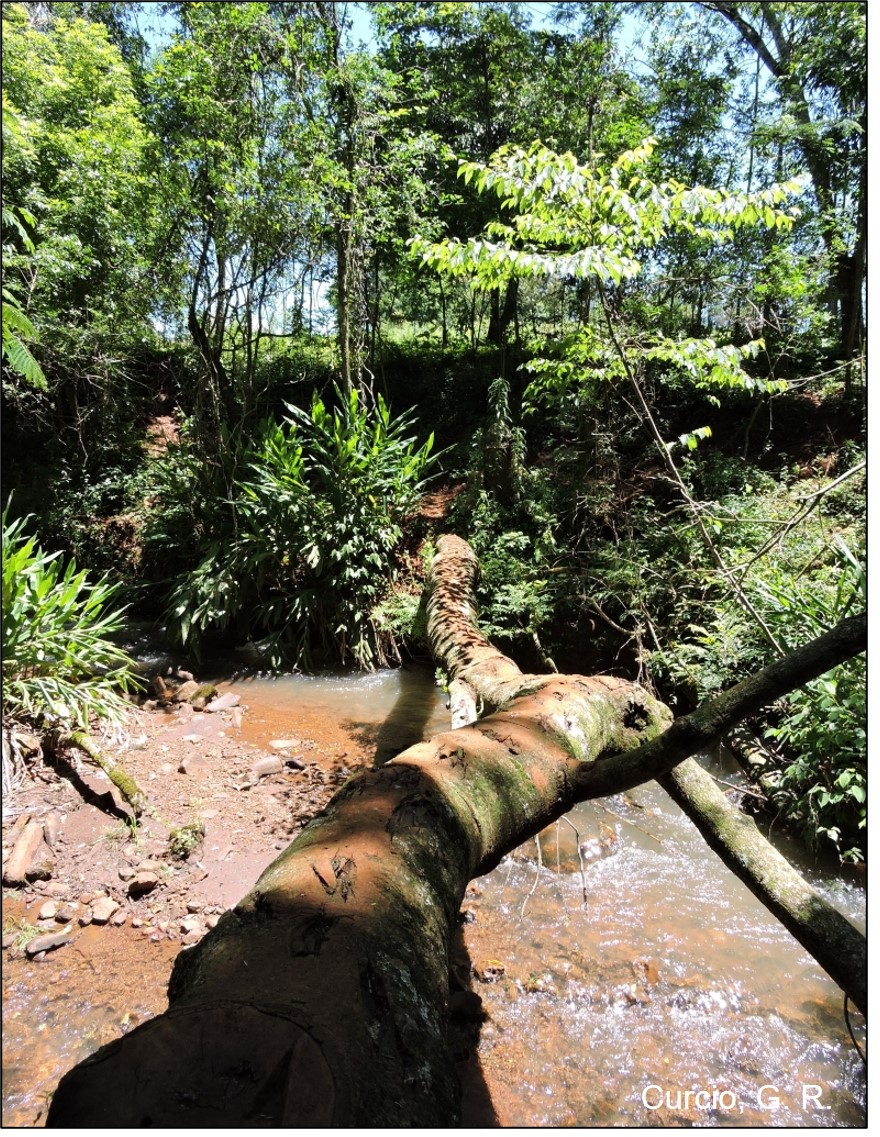 Figura 3 - Rio de terceira ordem com  Cambissolo Háplico léptico na margem.