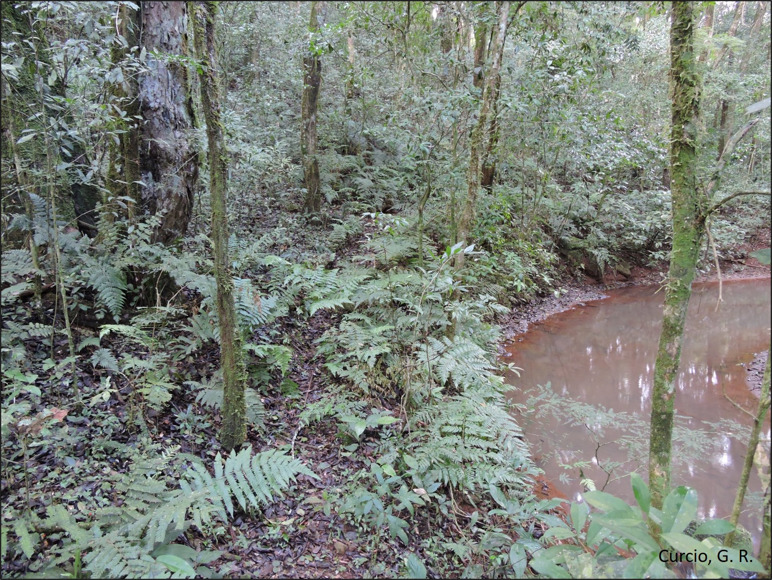 Figura 3 – Floresta ciliar em beira de rio.     