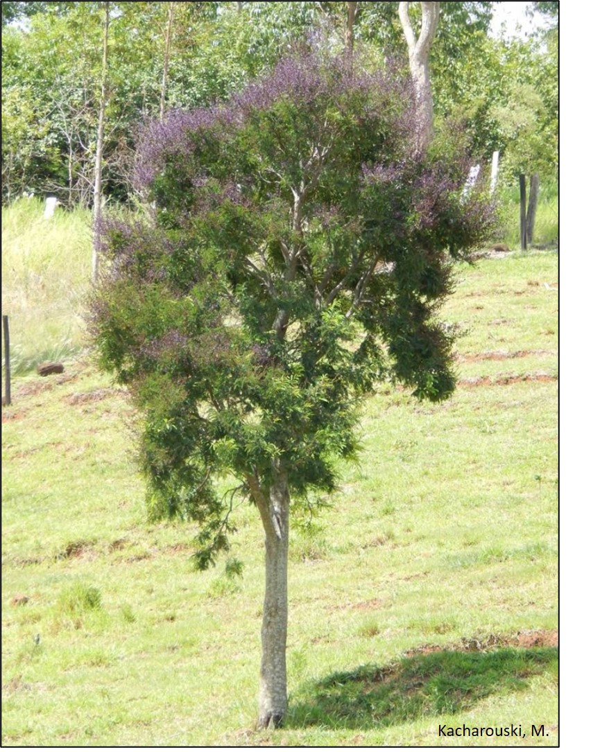 Figura 4 - Machaerium hirtum.