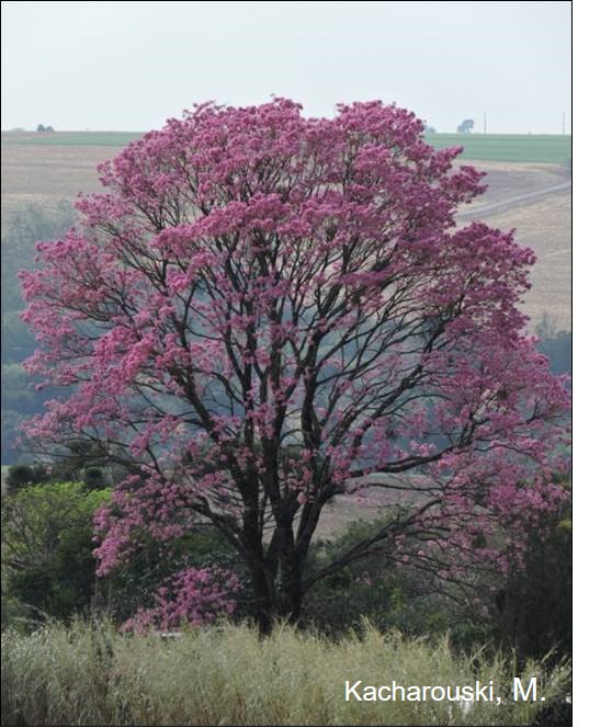 Figura 4 - Handroanthus heptaphyllus.