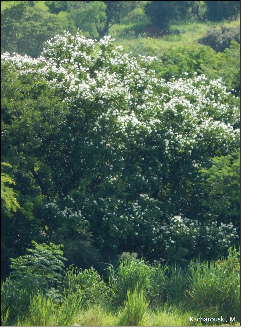 Figura 5 - Bauhinia uruguayensis.