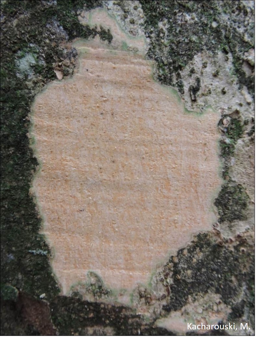 Figura 6 - Casca interna de Apuleia leiocarpa.
