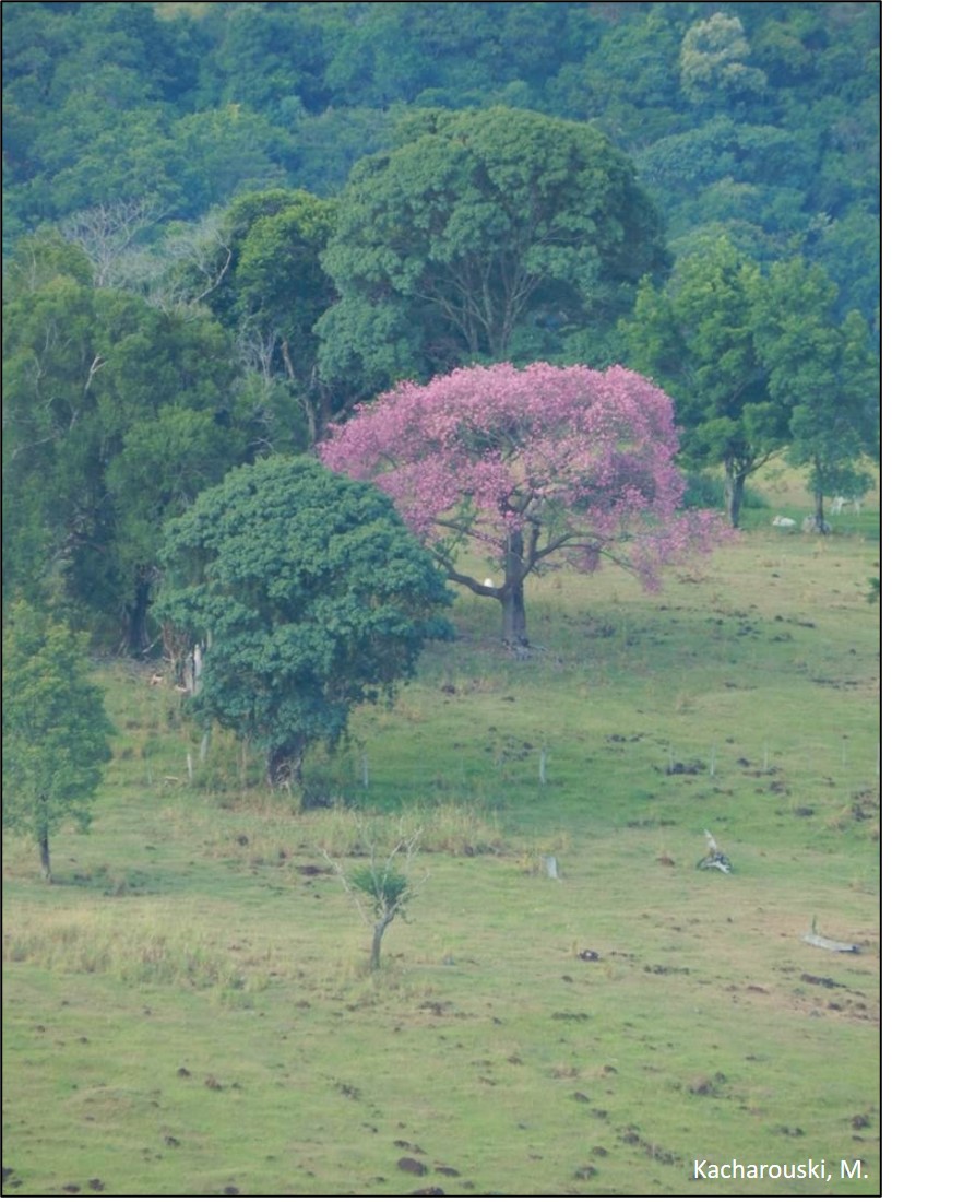 Figura 6 - Ceiba speciosa.