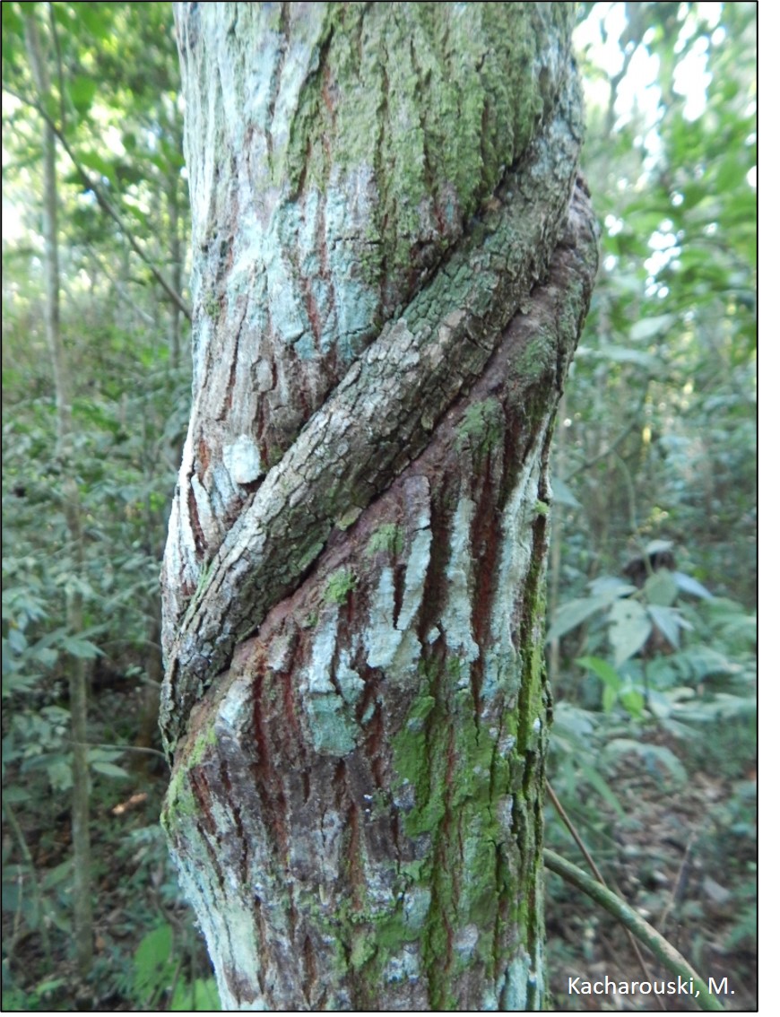 Figura 6 - Estrangulamento da árvore pelo cipó.