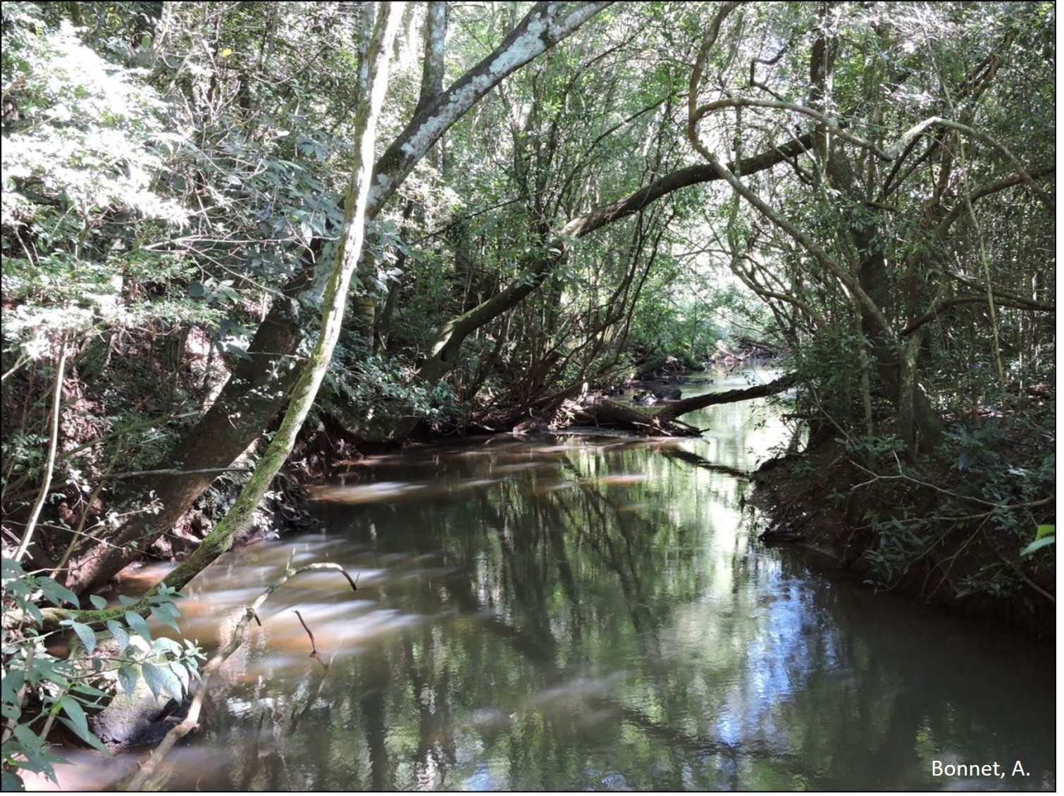 Figura 7 - Aspecto da floresta fluvial.
