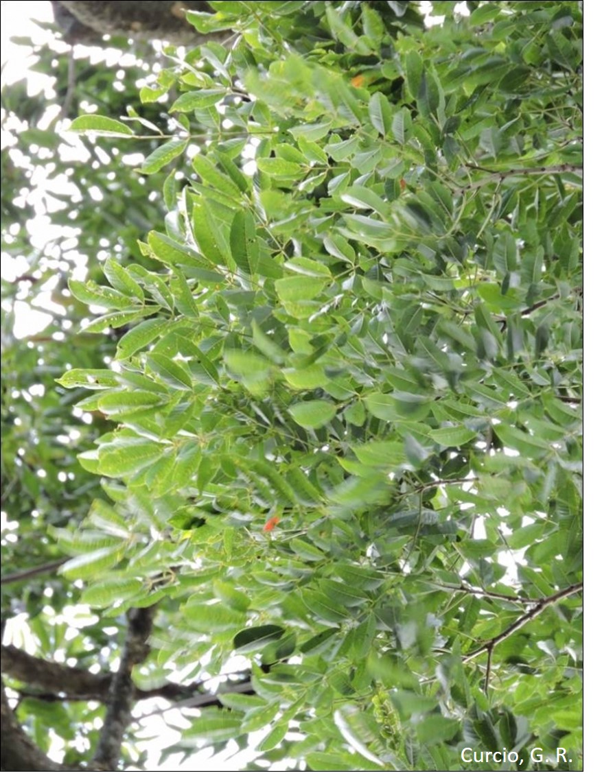 Figura 7 - Folhas pinadas de Apuleia leiocarpa.
