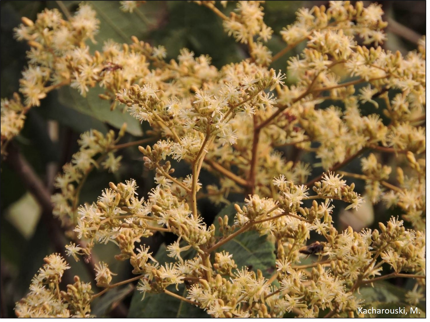 Figura 7 - Heliocarpus popayanensis.