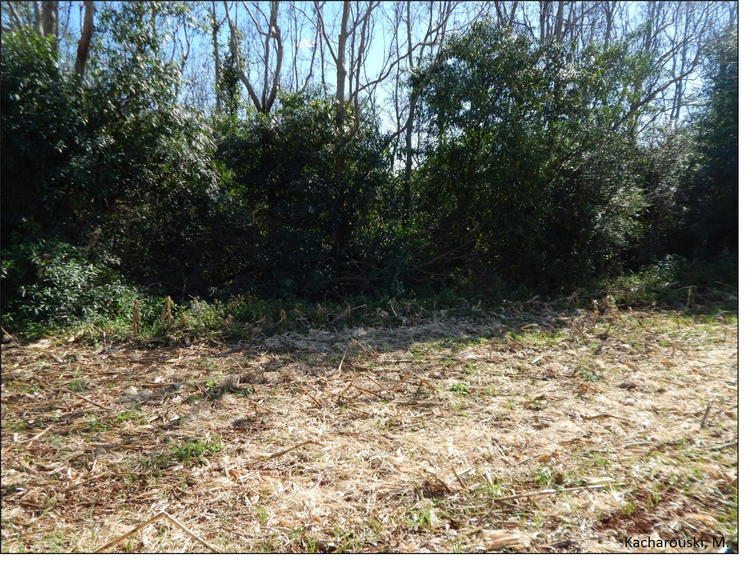 Plantio arbóreo para conter sedimentos.