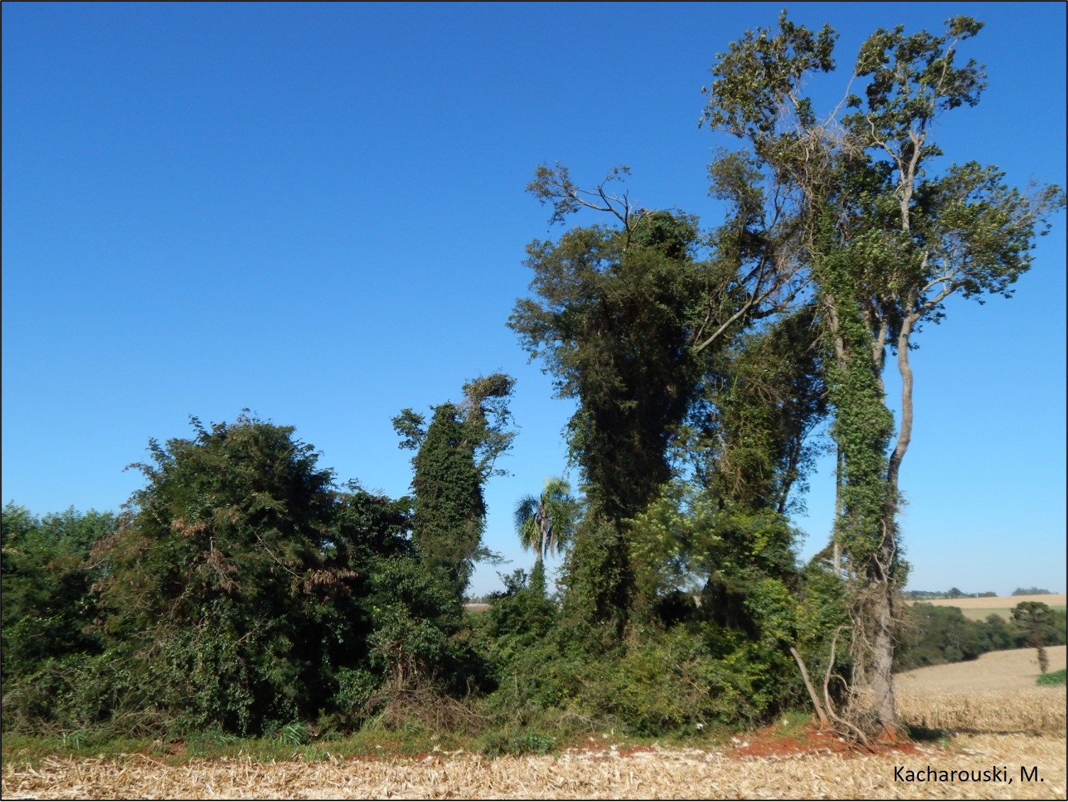 Figura 7 -Capao de floresta com alta densidade de cipós.