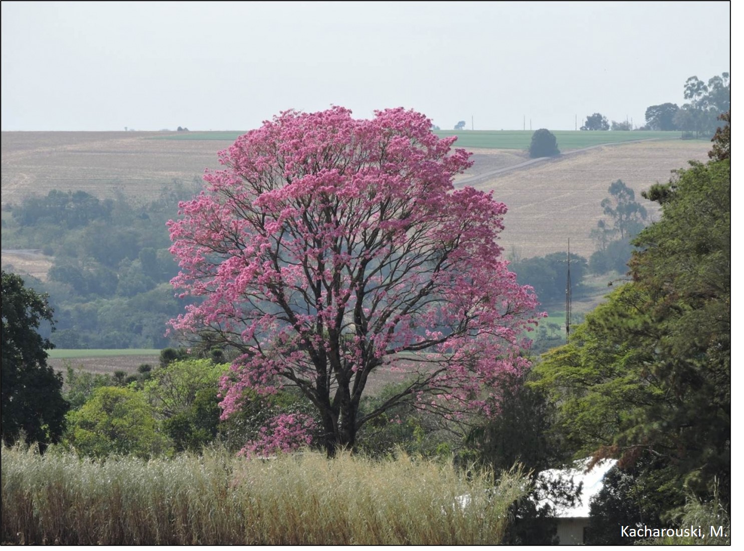 Handroanthus heptaphyllus.