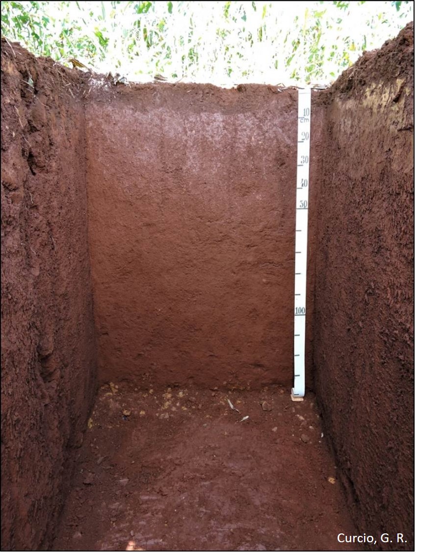 Latossolo Vermelho textura muito argilosa.