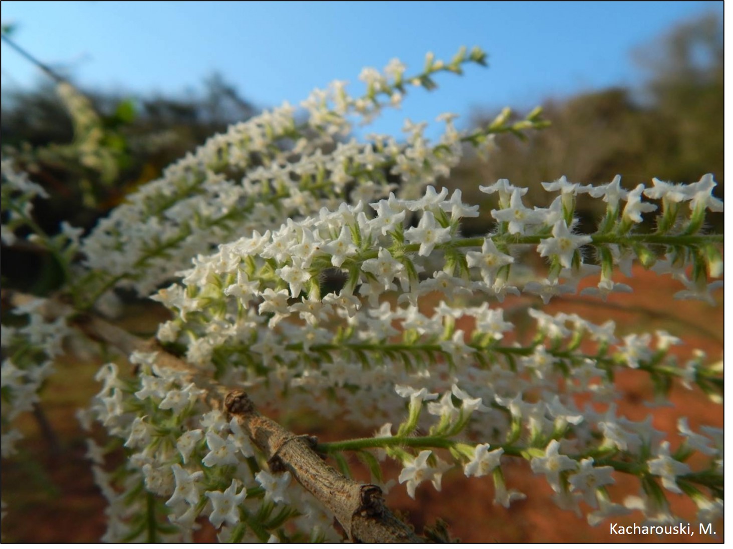 Aloysia virgata.