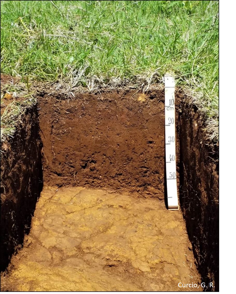 Cambissolo Háplico léptico lítico.