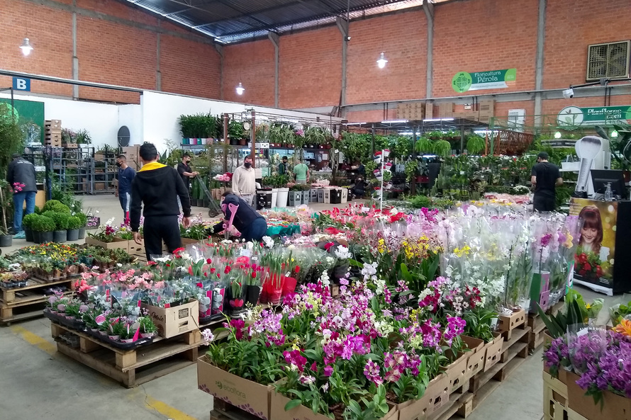 flores