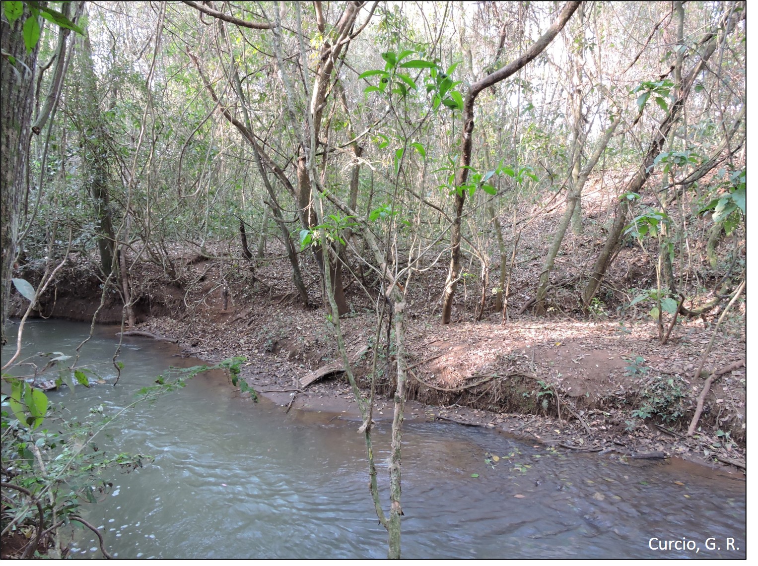Figura 5 - Floresta fluvial degradada.
