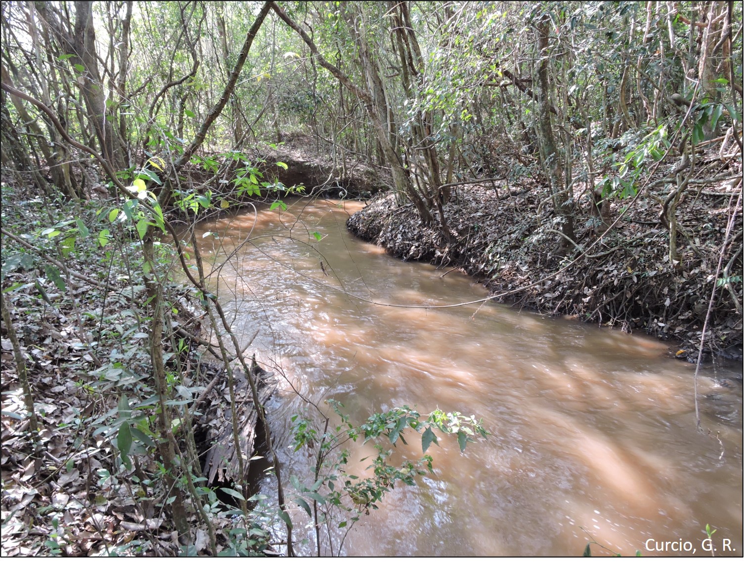 Cobertura florestal sobre Neossolo Flúvico.