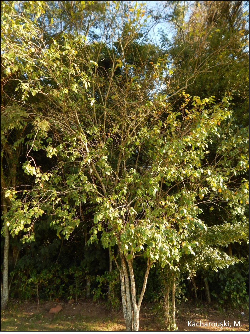 Leiteirinho da várzea, Sebastiania brasiliensis.